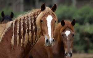 Peruvian Paso horses, Lima China